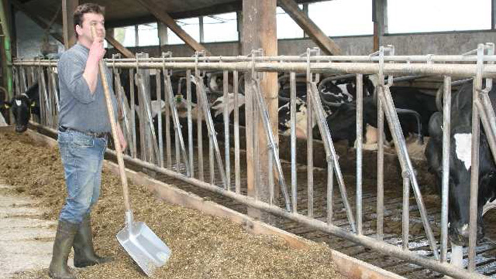 Der Landwirt nimmt sich Zeit, seine Kühe zu beobachten