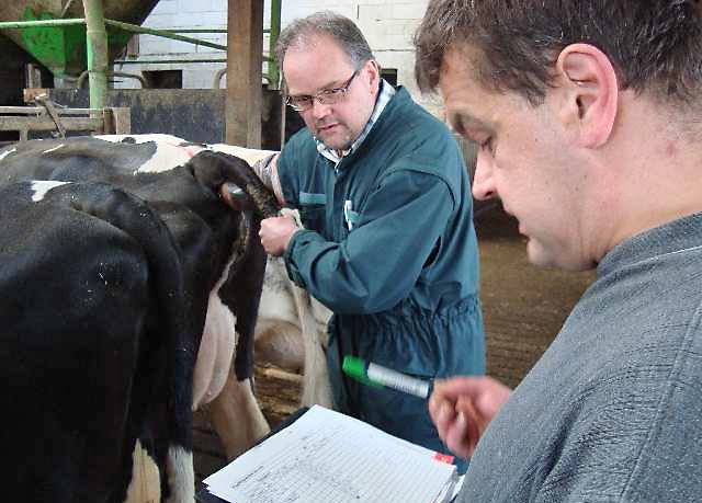 Tierarzt und Landwirt bei ihrem regelmäßigen Untersuchungstermin.