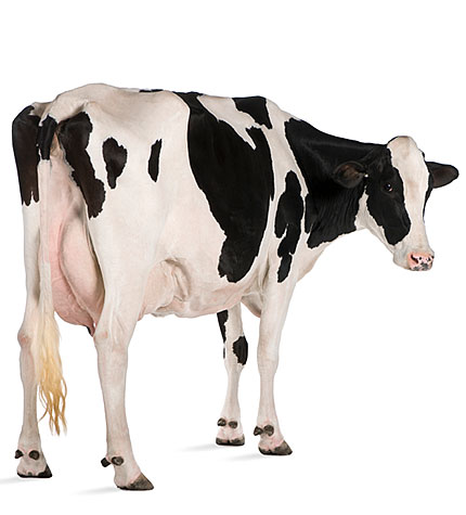 Fruchtbarkeit beim Rind Tierarzt