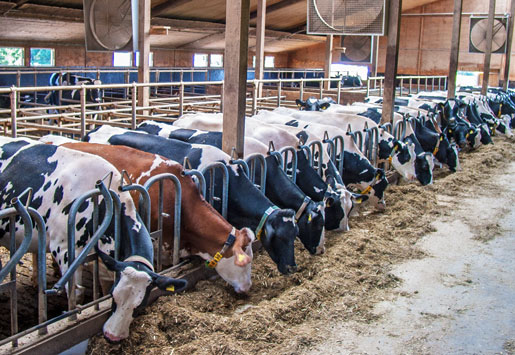 Milchviehhaltung Tierarzt Burfeindt ITB Rind