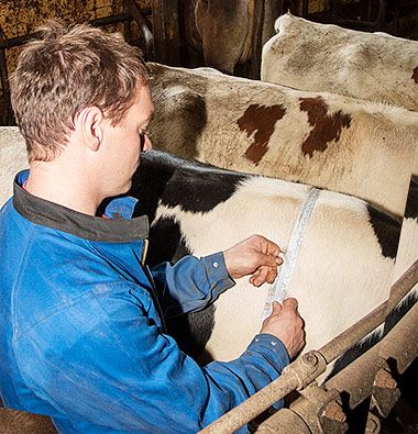 Jungtieraufzucht ITB Rind